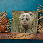 かわいい豚のプラーク フォトプラーク (側面)