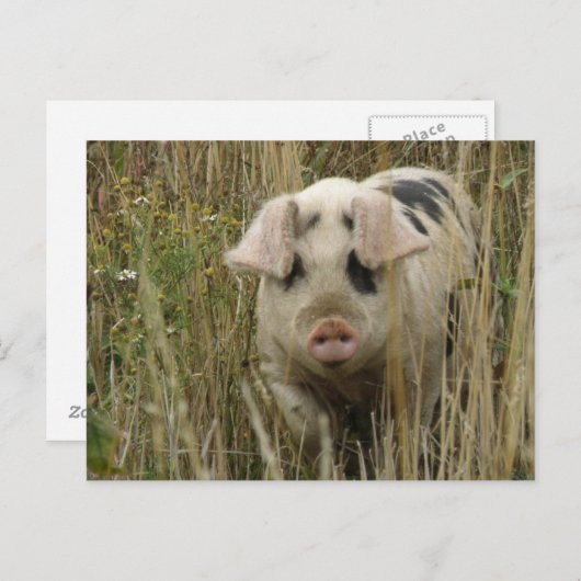 かわいい豚はがき ポストカード (正面/裏面)