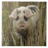 かわいい豚タイル タイル (正面)