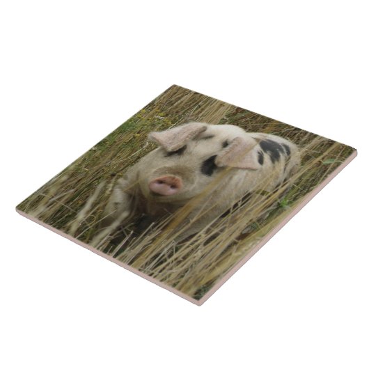 かわいい豚タイル タイル (側面)