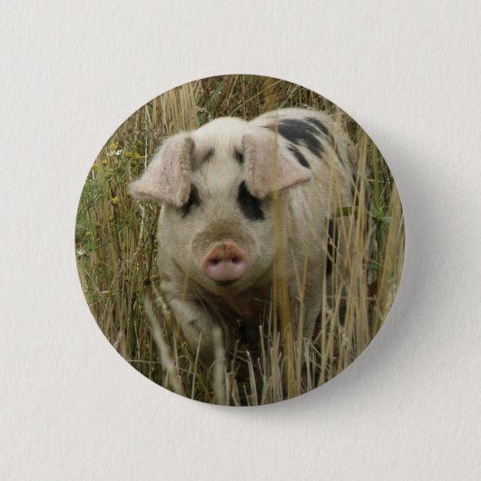 かわいい豚ボタン 缶バッジ (正面)
