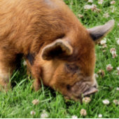 かわいい豚 キッチンタオル