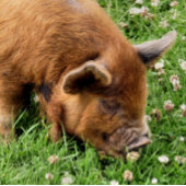 かわいい豚 キーホルダー