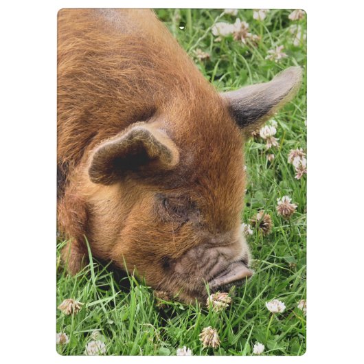 かわいい豚 クリップボード (裏面)