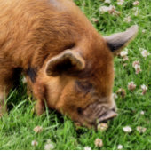 かわいい豚 ジグソーパズル