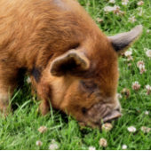 かわいい豚 スタンダードカクテルナプキン