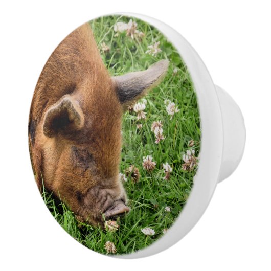 かわいい豚 セラミックノブ (右)