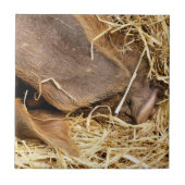 かわいい豚 タイル (正面)