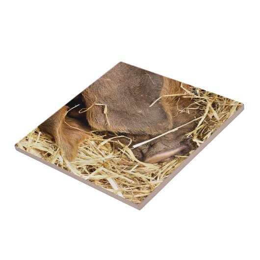 かわいい豚 タイル (側面)