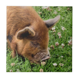 かわいい豚 タイル