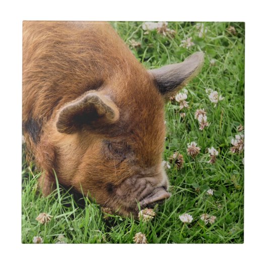 かわいい豚 タイル (正面)