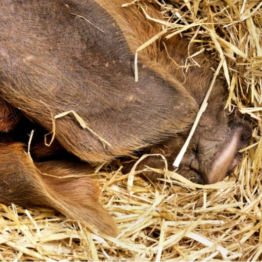 かわいい豚 トランプ