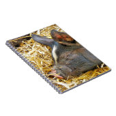 かわいい豚 ノートブック (右側)