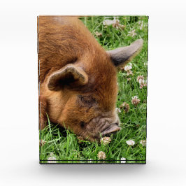 かわいい豚 フォトブロック