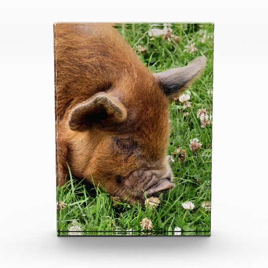 かわいい豚 フォトブロック (正面)