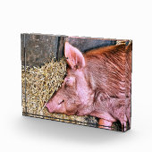 かわいい豚 フォトブロック (右)