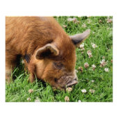 かわいい豚 フォトプリント            (正面)