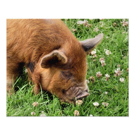 かわいい豚 フォトプリント            (正面)