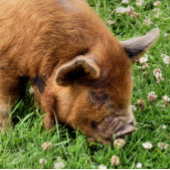 かわいい豚 フォトプリント           