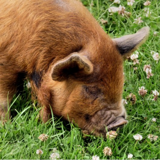 かわいい豚 フォトプリント           