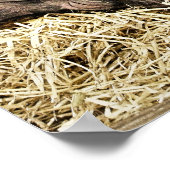 かわいい豚 ポスター (角)