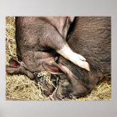 かわいい豚 ポスター (正面)