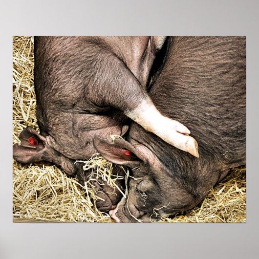 かわいい豚 ポスター (正面)