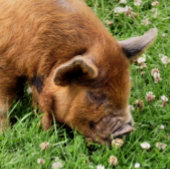 かわいい豚 ポスター