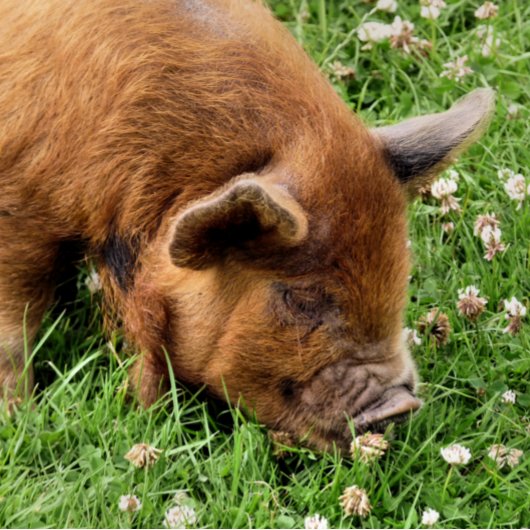 かわいい豚 ポスター