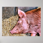 かわいい豚 ポスター (正面)