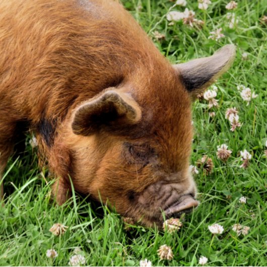 かわいい豚 ポストカード