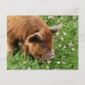 かわいい豚 ポストカード (正面)