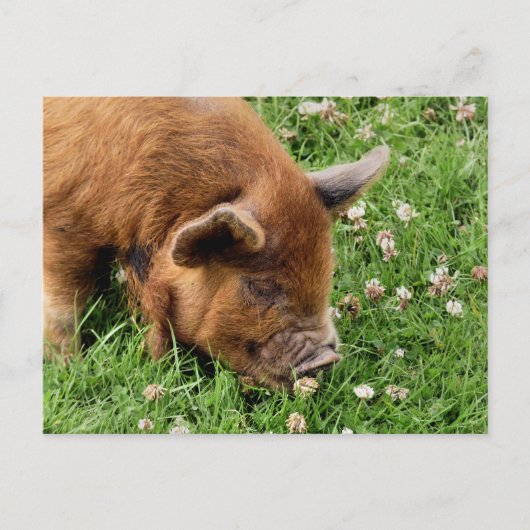 かわいい豚 ポストカード (正面)