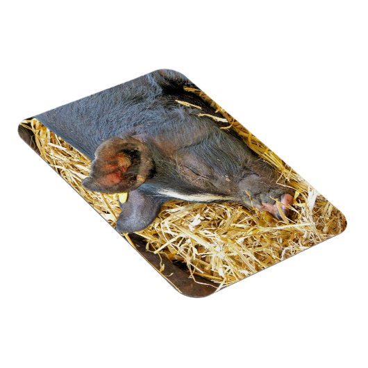 かわいい豚 マグネット (右側)