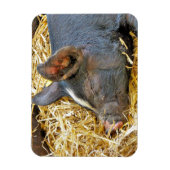 かわいい豚 マグネット (縦)