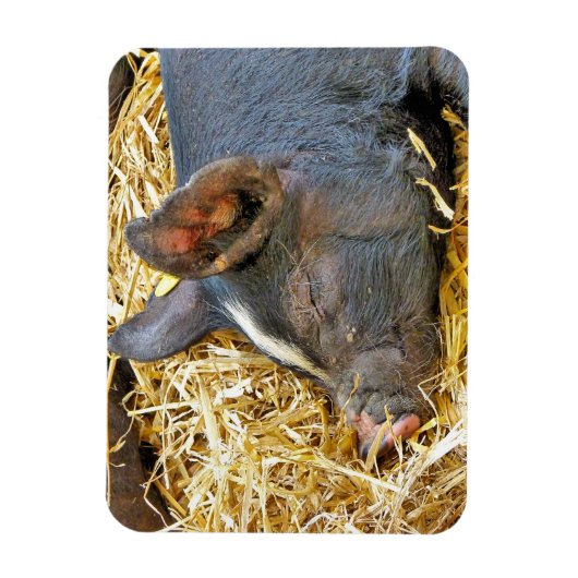 かわいい豚 マグネット (縦)