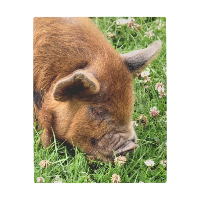 かわいい豚 メタルプリント (正面)