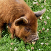 かわいい豚 メタルランチボックス