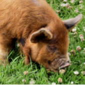 かわいい豚 ラッピングペーパーシート