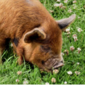 かわいい豚 ラージペーパーバッグ