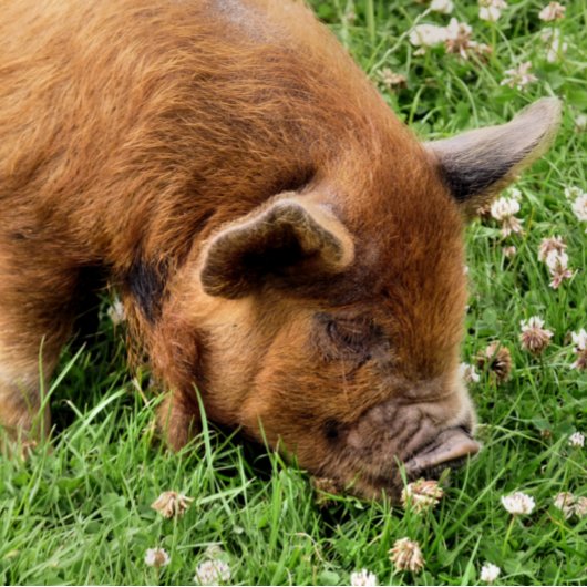 かわいい豚 壁時計