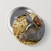 かわいい豚 缶バッジ (正面&裏面)