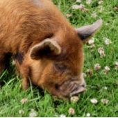かわいい豚 缶バッジ