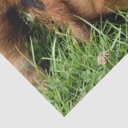 かわいい豚 薄葉紙 (詳細)