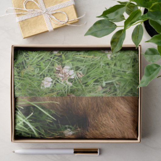 かわいい豚 薄葉紙 (ギフト)