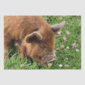 かわいい豚 薄葉紙 (正面)