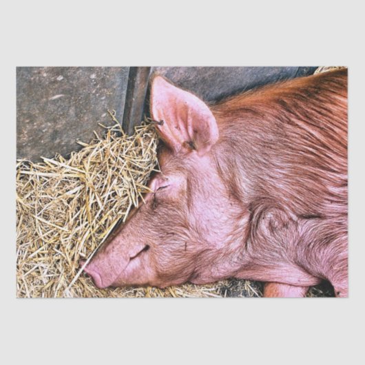 かわいい豚 薄葉紙 (正面)