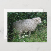 かわいい貪欲な羊の食事 ポストカード (正面/裏面)