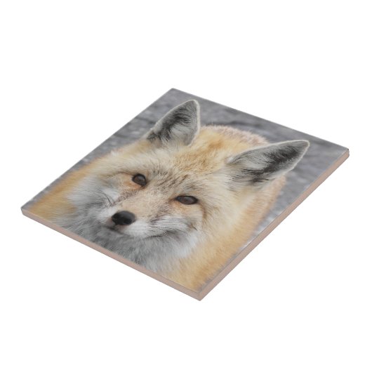 かわいい赤いキツネ野生生物写真 タイル (側面)