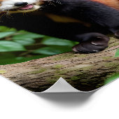 かわいい赤いパンダのポートレート ポスター (角)